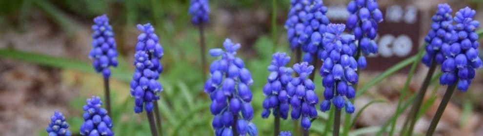 Aberfoyle Gardens