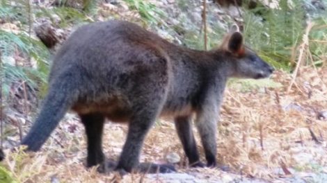 Lower Glenelg National Park