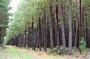 Mount Gambier Forest Reserve