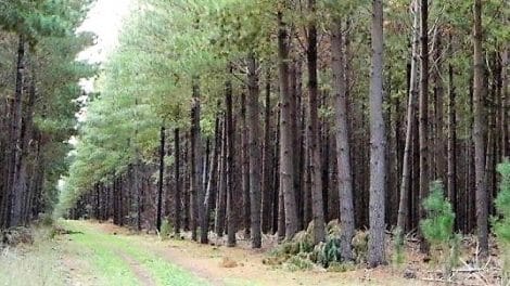 Mount Gambier Forest Reserve