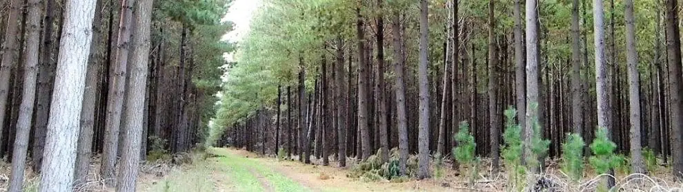 Mount Gambier Forest Reserve