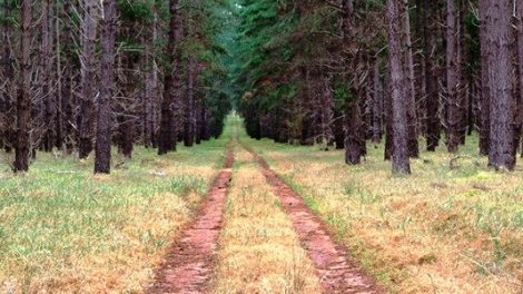 Noolook Forest Reserve