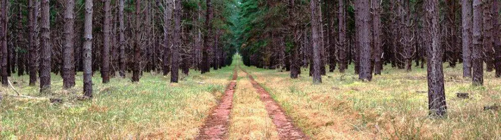 Noolook Forest Reserve