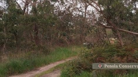 Penola Conservation Park