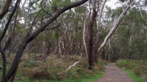 Telford Scrub Conservation Park