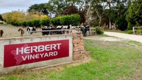 Herbert Vineyard