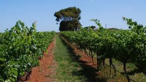 Wangolina Winery & Vineyard