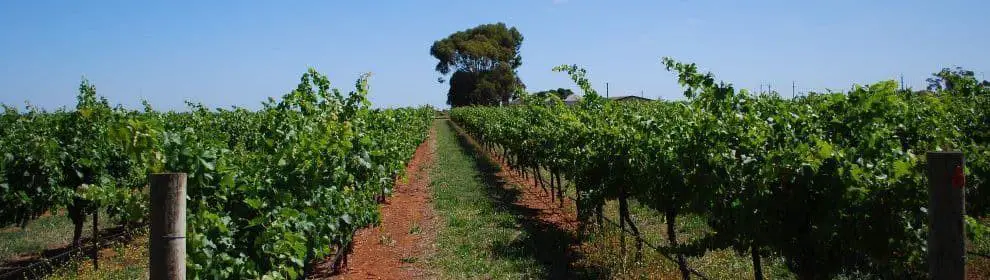 Wangolina Winery & Vineyard