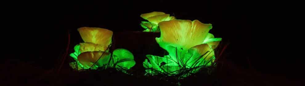 Ghost Mushroom Lane