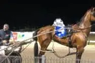 Mount Gambier Pacing Gold Cup